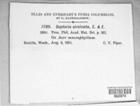 Septoria circinata image